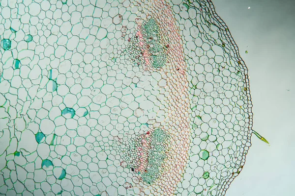 줄기의 횡단면 100X — 스톡 사진