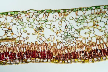 Gentian yaprağı 200x kesitinde