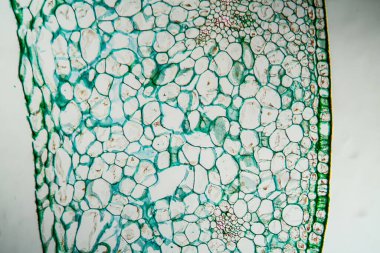 Amaryllis tohum kapsülü kesit 100x