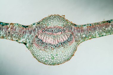 Enine kesitte ağlayan söğüt yaprağı 100 x