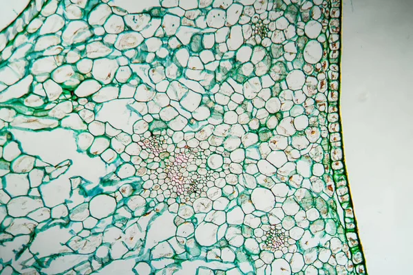 Καψάκιο Σπόρων Amaryllis Διατομή 100X — Φωτογραφία Αρχείου