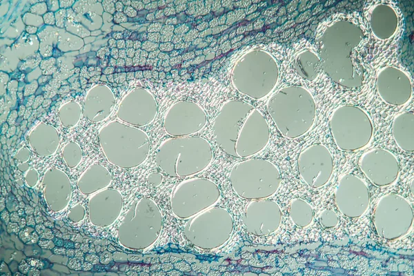 Çapraz bölümde ıslık çiçeği sapı 100x