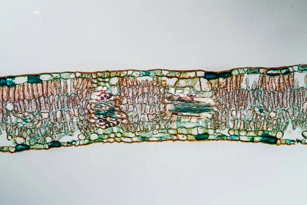 Weeping willow leaf in cross section 100x