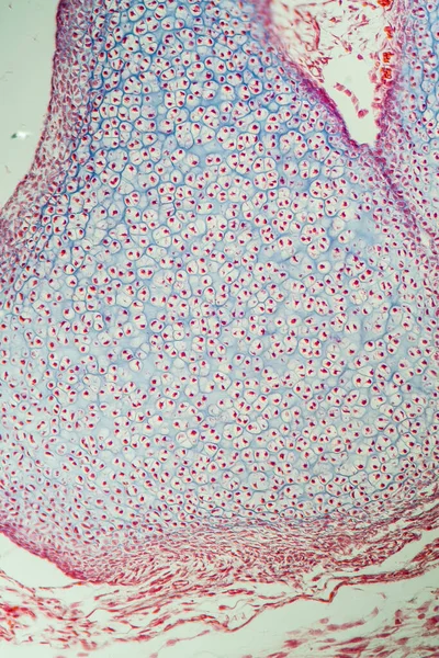 Cartílago Embrionario Bajo Microscopio 200X —  Fotos de Stock