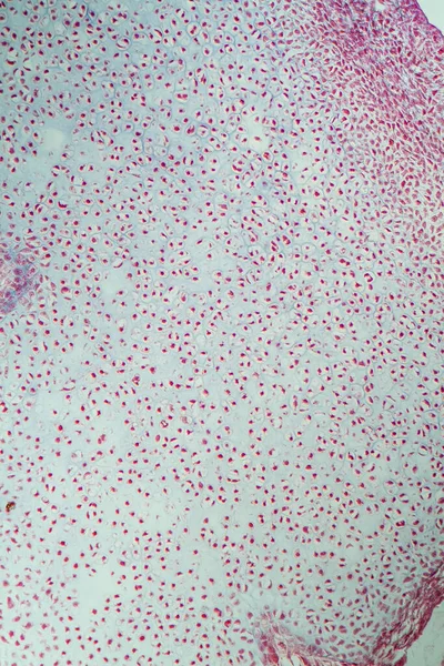Cartílago Embrionario Bajo Microscopio 200X —  Fotos de Stock