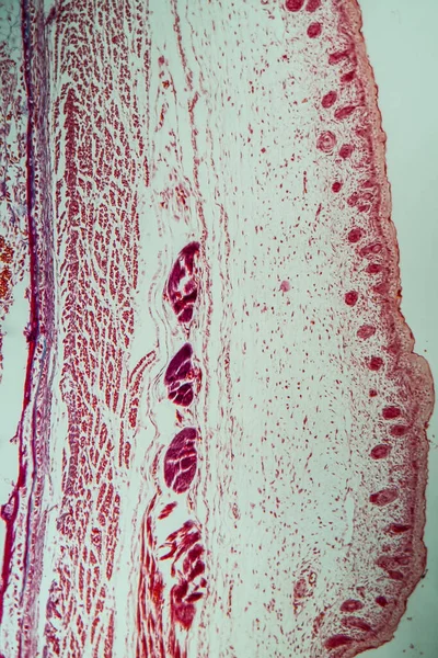 Embryonic Tulang Rawan Bawah Mikroskop 200X — Stok Foto