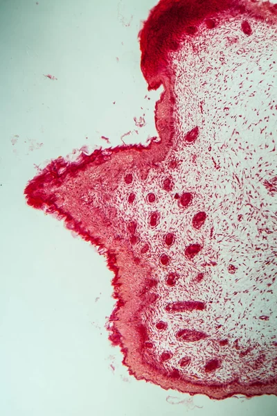 Ембріональний Хрящ Під Мікроскопом 200X — стокове фото