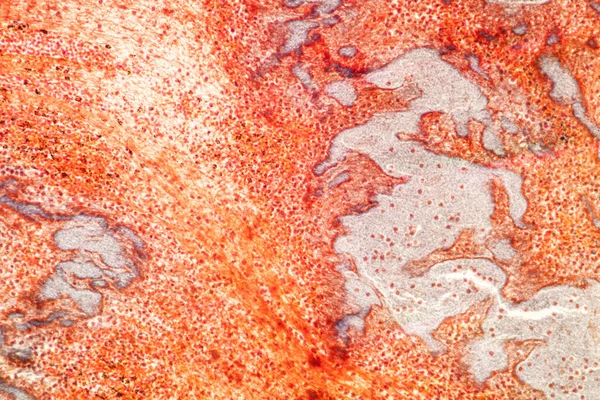 Tkanka Tłuszczowa Pod Mikroskopem 100X — Zdjęcie stockowe