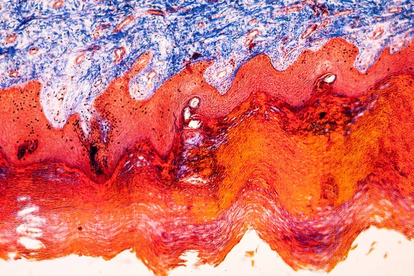 顕微鏡下のコラーゲンが豊富な結合組織100X — ストック写真