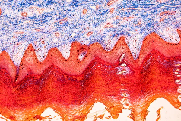 connective tissue rich in collagen under the microscope 100x