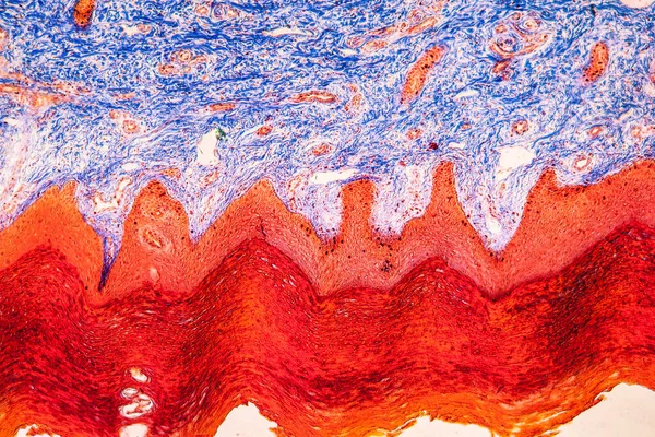 Соединительная Ткань Богатая Коллагеном Микроскопом 100X — стоковое фото