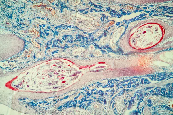Mięśnie Mieszków Włosowych Roztocza Tkanki Skóry Pod Mikroskopem 100X — Zdjęcie stockowe