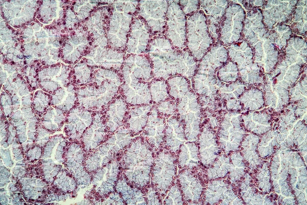 顕微鏡下のタンパク質組織100X — ストック写真