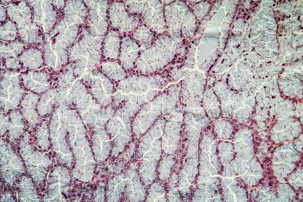 Proteinvävnad Mikroskop 100X — Stockfoto
