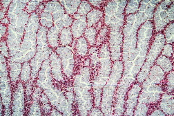 Tkanka Białkowa Pod Mikroskopem 100X — Zdjęcie stockowe