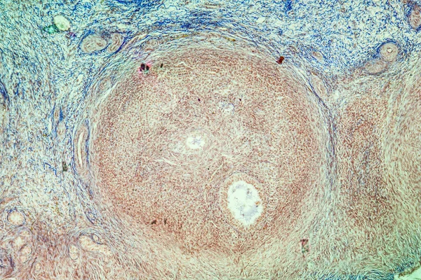 Ovariální Tkáň Pod Mikroskopem 100X — Stock fotografie