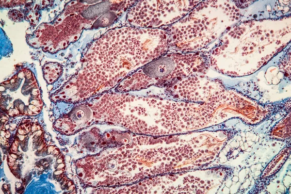 Glande Hermaphrodite Gewebe Unter Dem Mikroskop 200X — Photo
