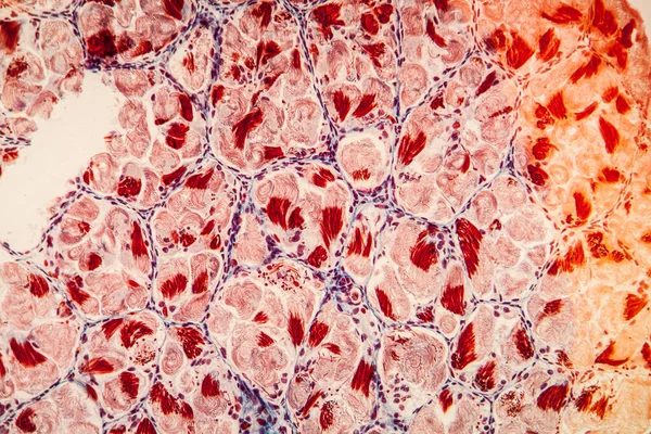 Gonády Spermií Gewebe Unter Dem Mikroskop 100X — Stock fotografie