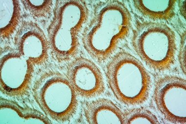 Mikroskop altında meyve veren vücut 100 kat genişliğinde.