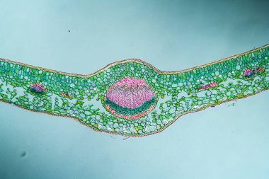 Çapraz bölümde boxwood yaprağı 100x