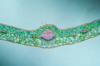 Çapraz bölümde boxwood yaprağı 100x