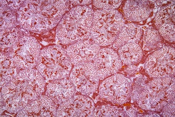 Gonads Dengan Sperma Gewebe Unter Dem Mikroskop 100X — Stok Foto