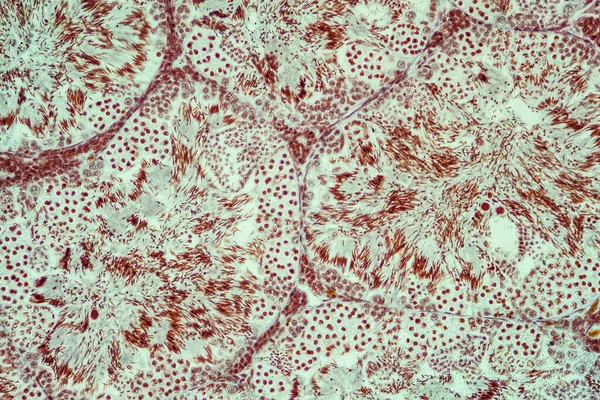 Гонади Спермою Gewebe Unter Dem Mikroskop 200X — стокове фото
