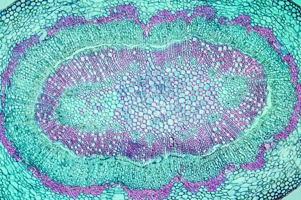 Oak fruit stem in cross section 100x — Stock Image Oak Fruit Stem Cross Section 100X Stock Picture
