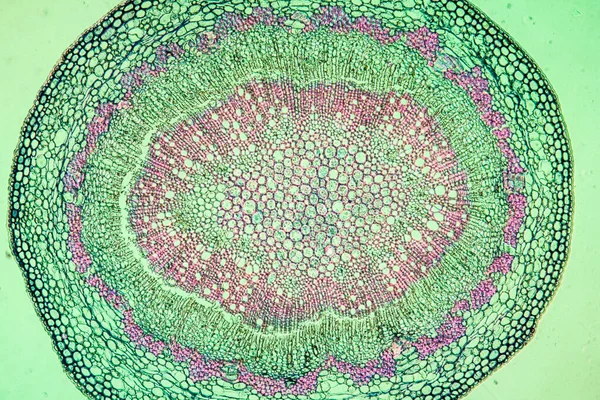 Oak fruit stem in cross section 100x — Stock Image Oak Fruit Stem Cross Section 100X Stock Image