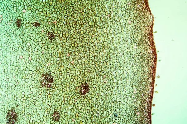 Pedunculate oak in cross section 100x — Stock Image Pedunculate Oak Cross Section 100X Stock Photo