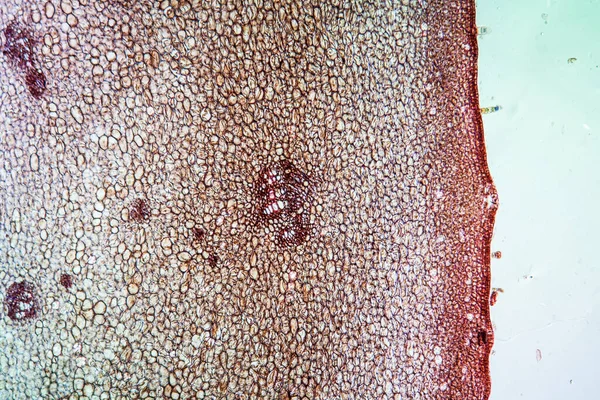Pedunculate oak in cross section 100x — Stock Image Pedunculate Oak Cross Section 100X Stock Picture