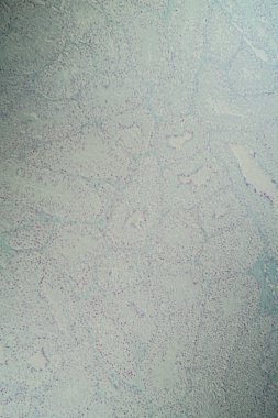 Testicle cross-section under the microscope 100x