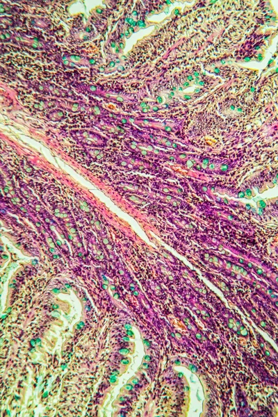 Small intestine pig tissue across 100x