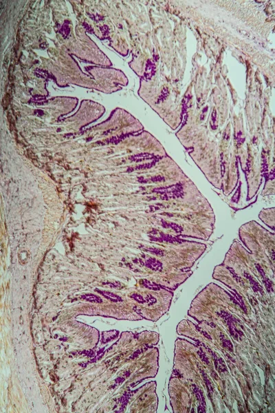 Cross Section Intestine Glands 100X — Stock Photo, Image