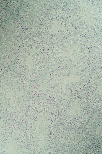 Testicle Cross Section Microscope 100X — Φωτογραφία Αρχείου