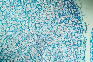 Kökleri 100 x genişliğinde daha az selandin.