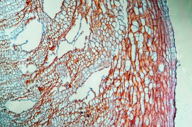 Kökü 100 x olan havuç