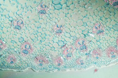 # Tatlı otlar # 100 x boyunda