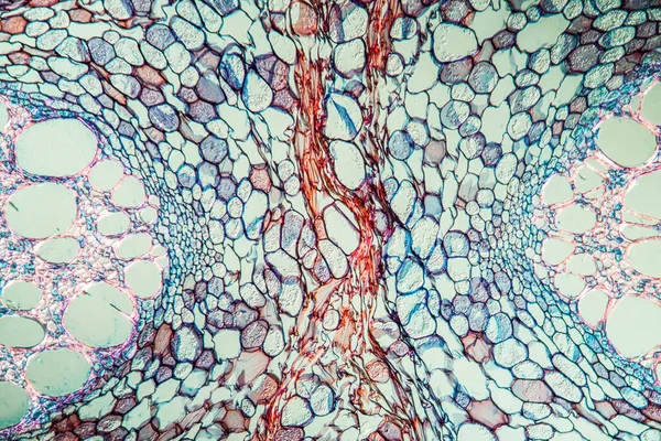 Arbusto Tubería Con Tronco 100X Través — Foto de Stock