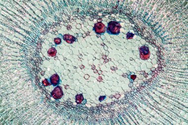 Linden ağacı gövdesi 100 x