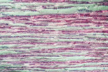 Linden ağacı gövdesi boyunca 100 x