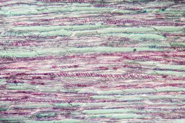 Linden ağacı gövdesi boyunca 100 x