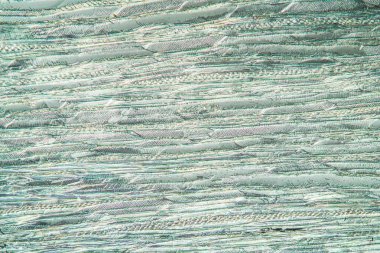 Kayın ağacı hücrelerinin uzunluğu 100 kat artar