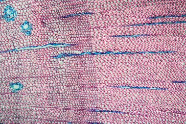 Çam ağacı gövdesi 100x