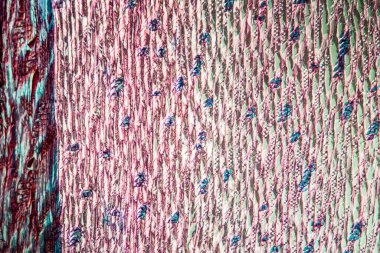 Çam ağacı gövdesi 100x