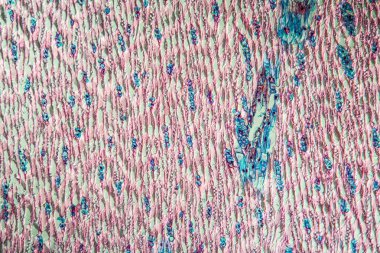 Çam ağacı gövdesi 100x