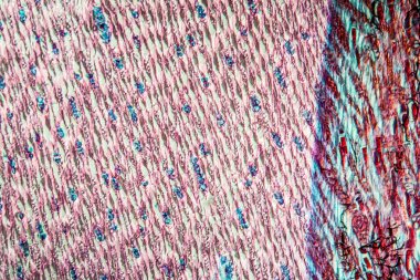 Çam ağacı gövdesi 100x