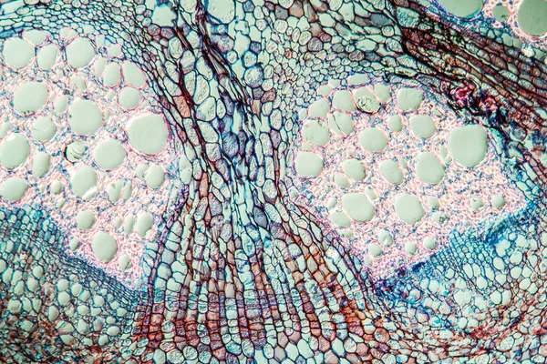 Arbusto Tubería Con Tronco 100X Través — Foto de Stock