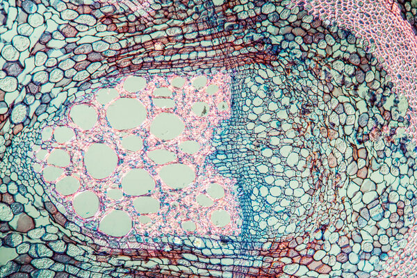 Pipe bush with trunk 100x across