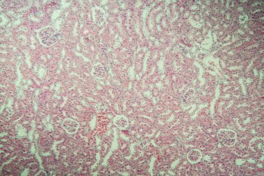 Mikroskop altında böbrek korteksi 100x